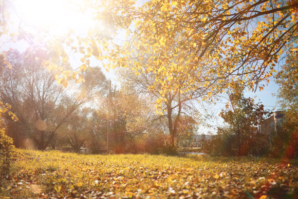 istock Autumn background in the park 1163308744
