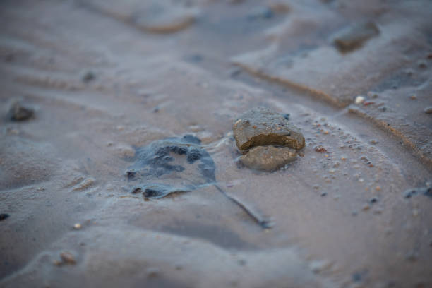 istock animal small footprints on the floor 1163308952