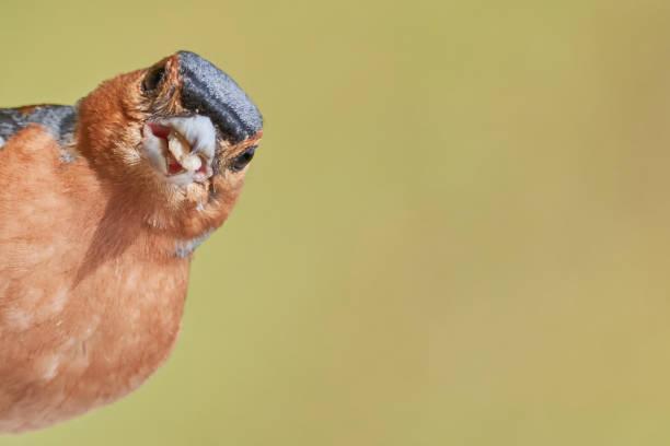 un chaffinch drôle mangeant la nourriture d'oiseau en allemagne - coelebs de fringilla - bee eater colorful bird beautiful bird animal photos et images de collection