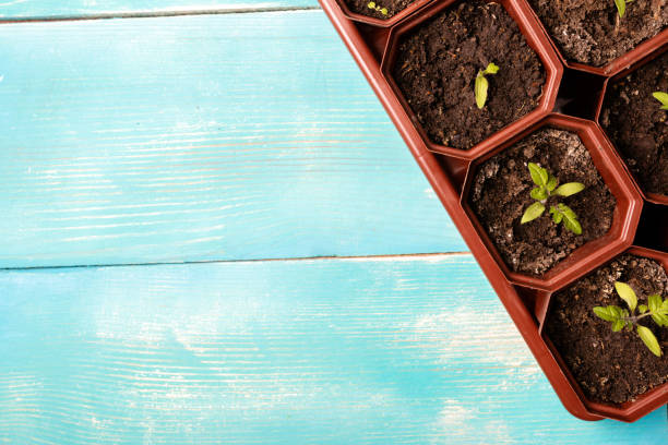 istock diagonal of saplings growing in brown square shaped pots 1163309096