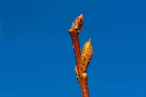 istock Focus on nature Flowers, leaves and stems 1163309097