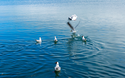 On the surface of Qinghai Lake in Northwest China, many waterbirds and wild ducks play on it.