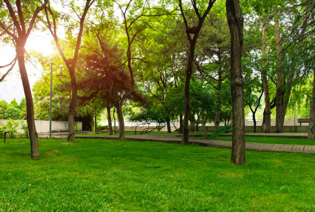 istock Quiet city park, green grass, dense trees 1163310290