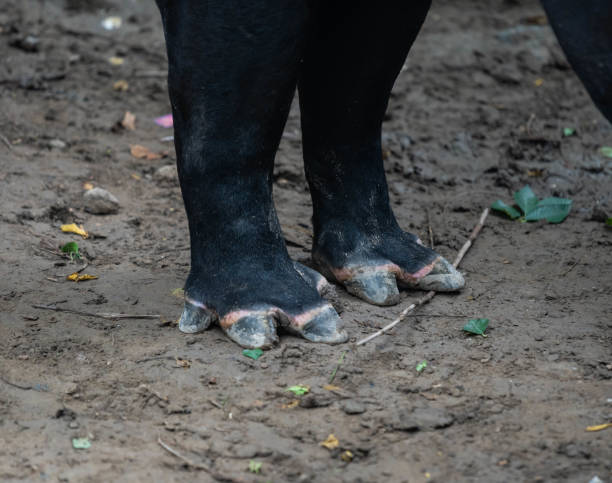 istock Baird's Tapir Hoof Close-up 1163310377