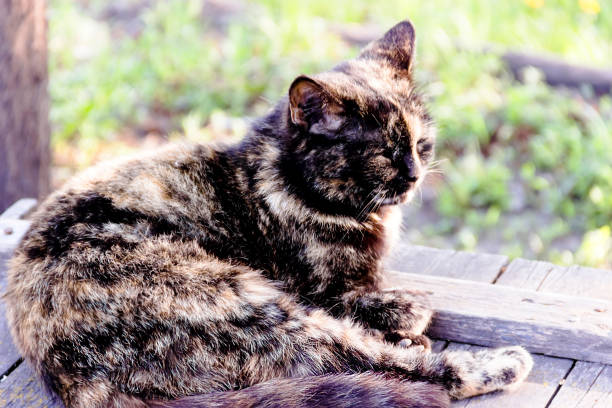istock a beautiful black cat sitting on a wooden box 1163310593