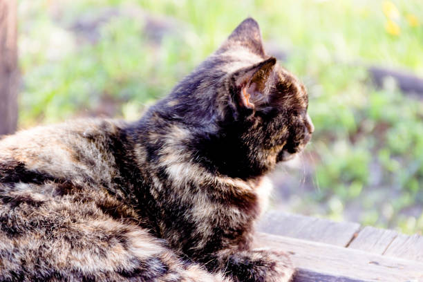 istock a beautiful black cat sitting on a wooden box 1163310605
