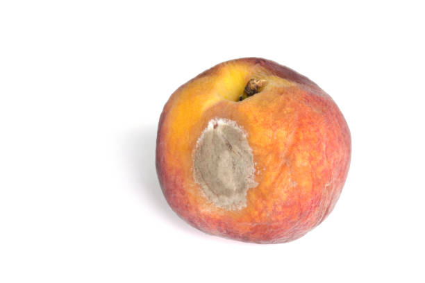 istock Isolated old wrinkled moldy peach. Spoiled fruit 1163311472