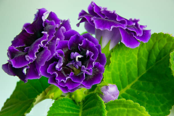 jaskrawo kwitnący kwiat domu - fioletowy gloxinia - gloxinia zdjęcia i obrazy z banku zdjęć