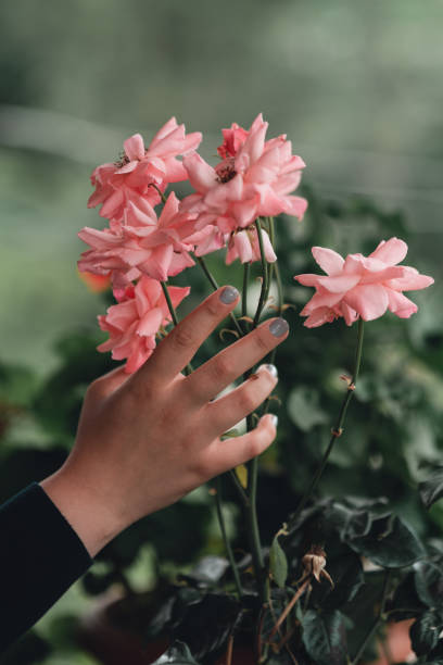 istock Woman hands holding rose flower 1163312597