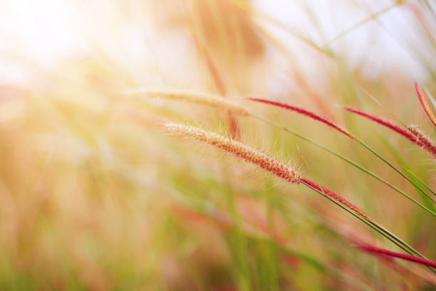 Soft Focus Beautiful grass flowers in natural sunlight Background