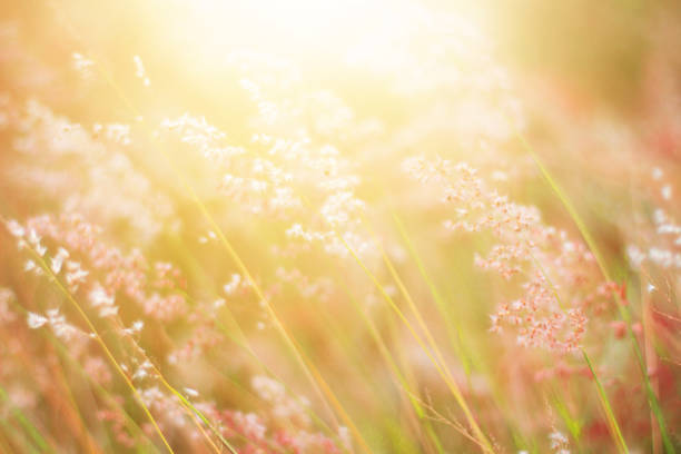 istock Soft Focus Beautiful grass flowers in natural sunlight Background 1163313912