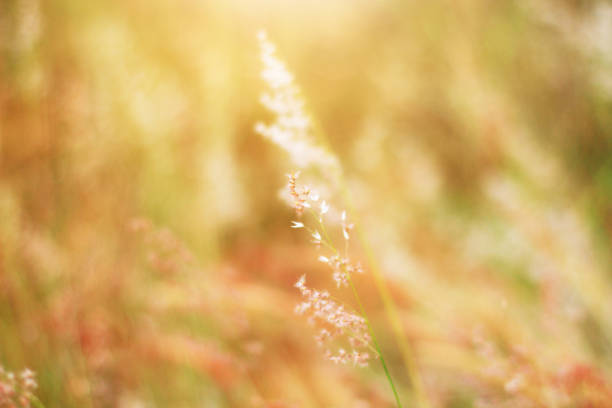 istock Soft Focus Beautiful grass flowers in natural sunlight Background 1163313918