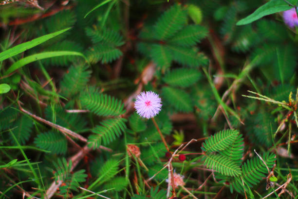 istock Mimosa pudica flowers in sunlight,sensitive plant . 1163314076