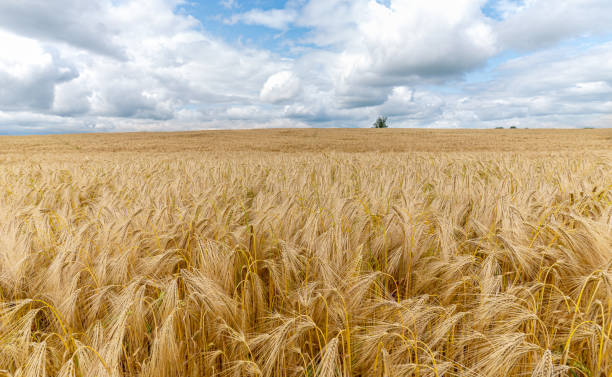 istock Field of barley. 1163314866