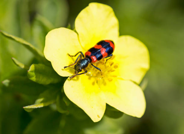 istock Red-black beetle (Bee beetle) on a yellow flower. 1163314885