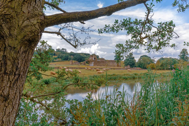 istock Kirkham Priory and cattle from the opposite river bank. 1163314951