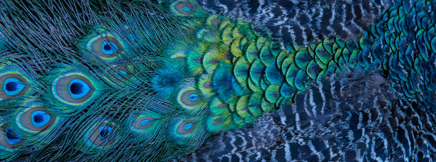 istock Blue peacock feathers in closeup 1163315312