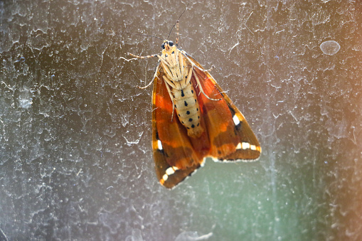 The underside of a Jersey Tiger moth 'Euplagia quadripunctaria' as see through a sheet of glass in North London in July.