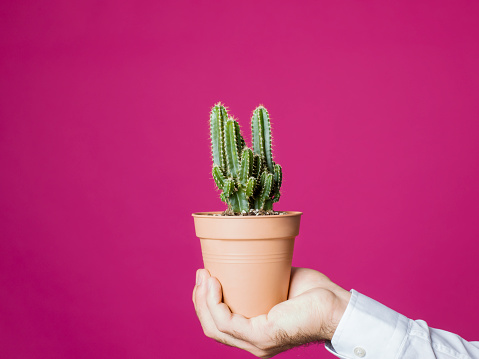Hand holding cactus