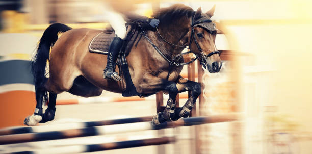 istock The brown horse overcomes an obstacle. 1163319830