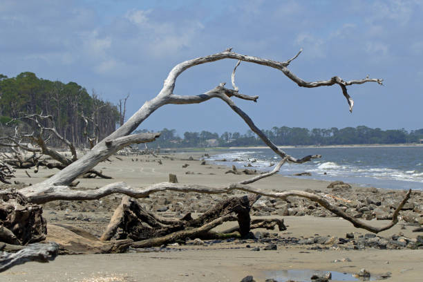 istock Tree and driftwood laying on a beach 1163320529