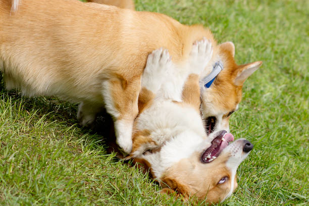 istock Happy cute funny corgi dogs playing on green grass 1163320693
