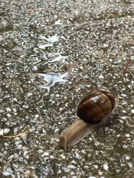istock Snail on pavement on a rainy day 1163320869