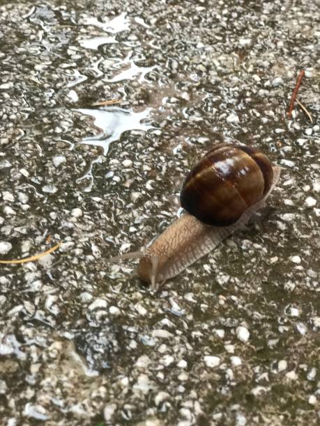 istock Snail on pavement on a rainy day 1163320888