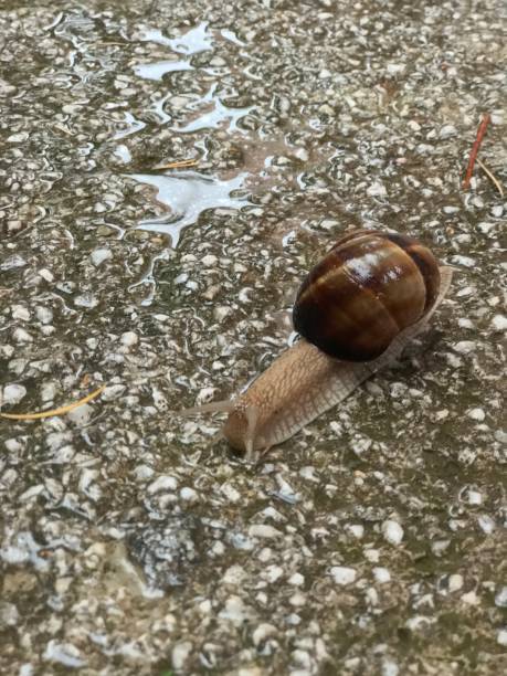 istock Snail on pavement on a rainy day 1163320893