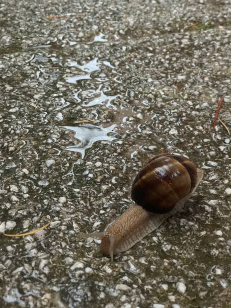 istock Snail on pavement on a rainy day 1163320916