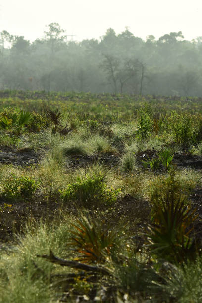 low angle morning shot of dew-covered wiregrass and saw palmetto in harvested pine forest - florida palm tree sky saw palmetto imagens e fotografias de stock