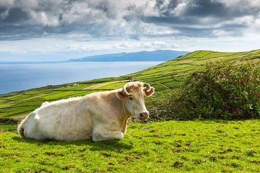 Hill of farm fields and cows in the Corvo island in Azores, Portugal.