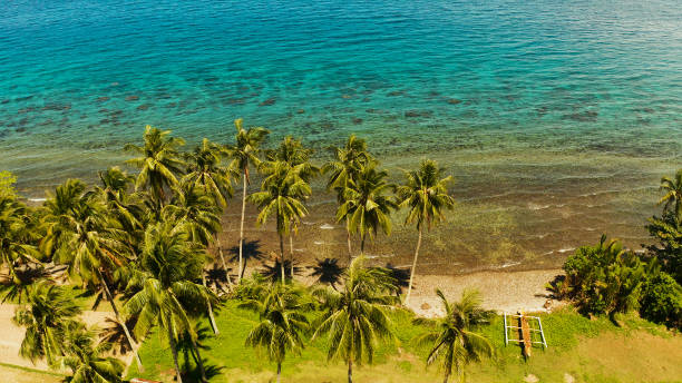 istock Landscape with coconut trees and turquoise lagoon 1163323818