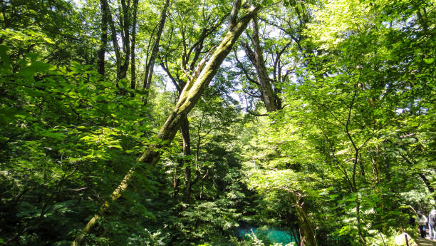 istock Forest of Juniko Twelve Lakes area 1163325772