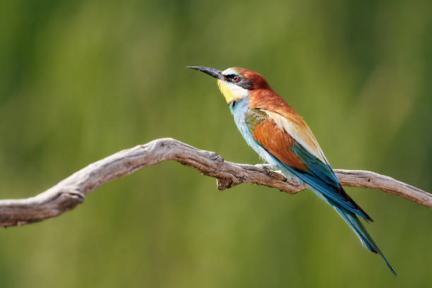 istock One beautiful European bee-eater sitting on a branch - Merops Apiaster 1163325896