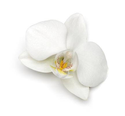 Close up of white orchideae branch