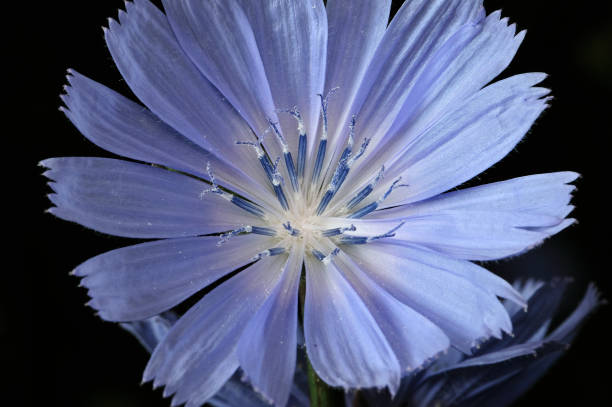 chicory commune ou cichorium fleurs de fleurs intybus communément appelé marins bleus, chicorée, herbe à café, ou succorée est une plante herbacée vivace. rapprocher. mise au point sélective. dof peu profond - succory photos et images de collection