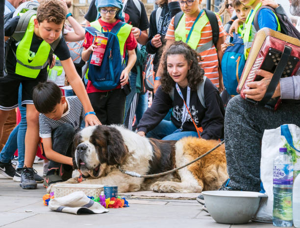 chiens d'avc d'enfants st.bernard - men editorial musician music photos et images de collection