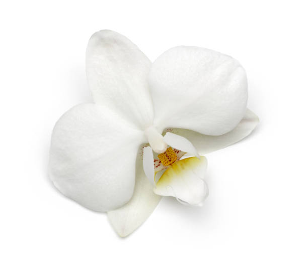 flor branca da orquídea isolada no branco - orchid simplicity single flower flower - fotografias e filmes do acervo