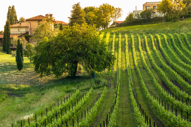 vinery on top of a vineyard
