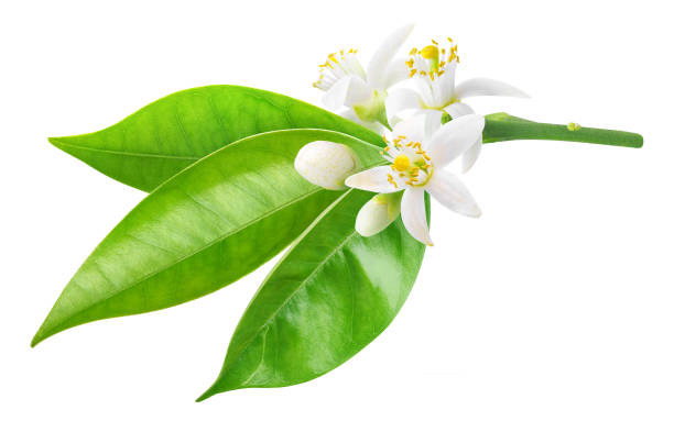 istock Orange branch with flowers 1163326854