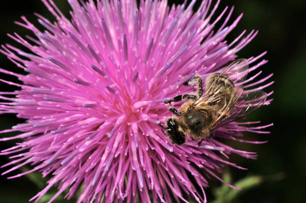 Bristlethistle - Carduus - as a good honey plant. Meliferous plant. Earthen bee - male of long-whiskered bee, andrenid bees, Eucera longicornis on flower. Selective focus. Close-up photo, shallow DOF Bristlethistle - Carduus - as a good honey plant. Meliferous plant. Earthen bee - male of long-whiskered bee, andrenid bees, Eucera longicornis on flower. Selective focus. Close-up photo, shallow DOF. bristlethistle stock pictures, royalty-free photos & images