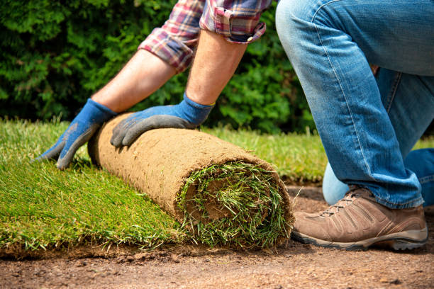 istock Installing turf rolls in the garden 1163327159