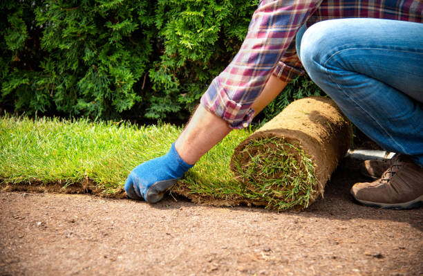 istock Installing turf rolls in the garden 1163327163