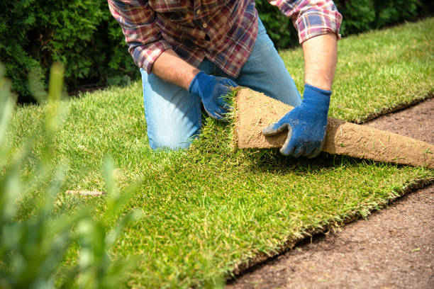 istock Installing turf rolls in the garden 1163327168