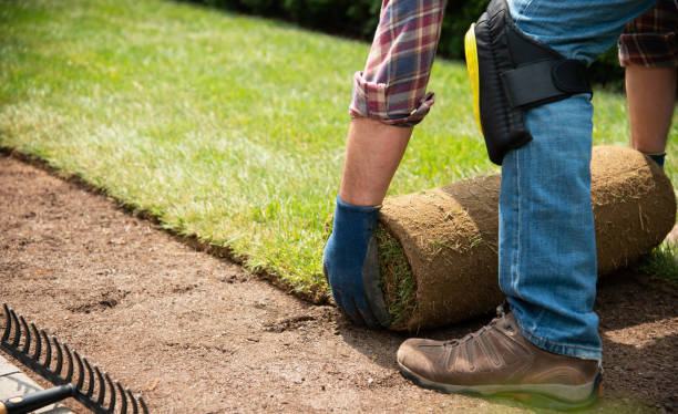 istock Installing turf rolls in the garden 1163327170