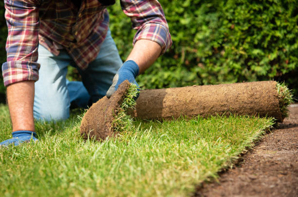 istock Installing turf rolls in the garden 1163327172