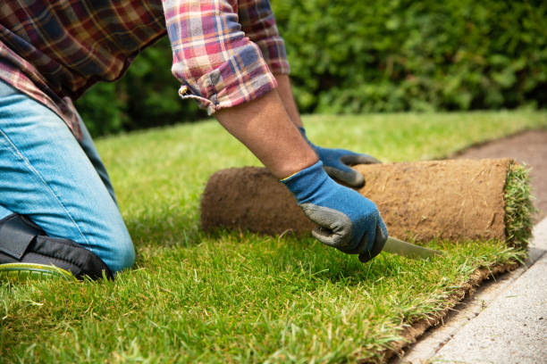 istock Installing turf rolls in the garden 1163327174