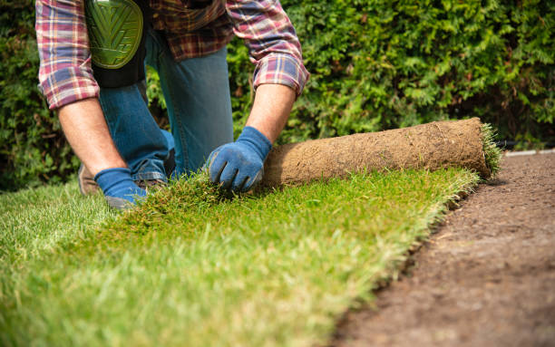 istock Installing turf rolls in the garden 1163327175