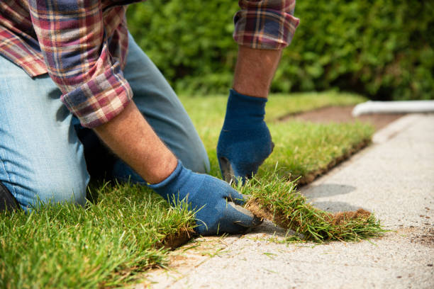 istock Installing turf rolls in the garden 1163327184